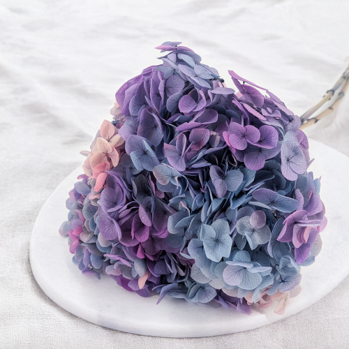 Hydrangea Royal two tone violet 3.png