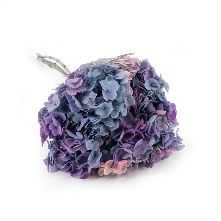 Hydrangea Royal two tone violet.png