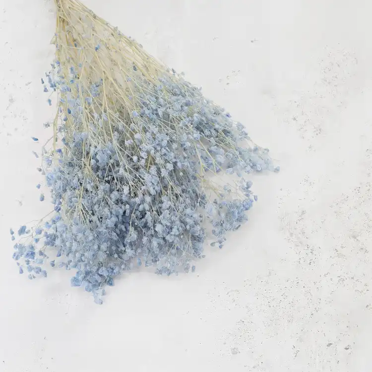 Gypsophila Cotton Sky Blue 10_2.png