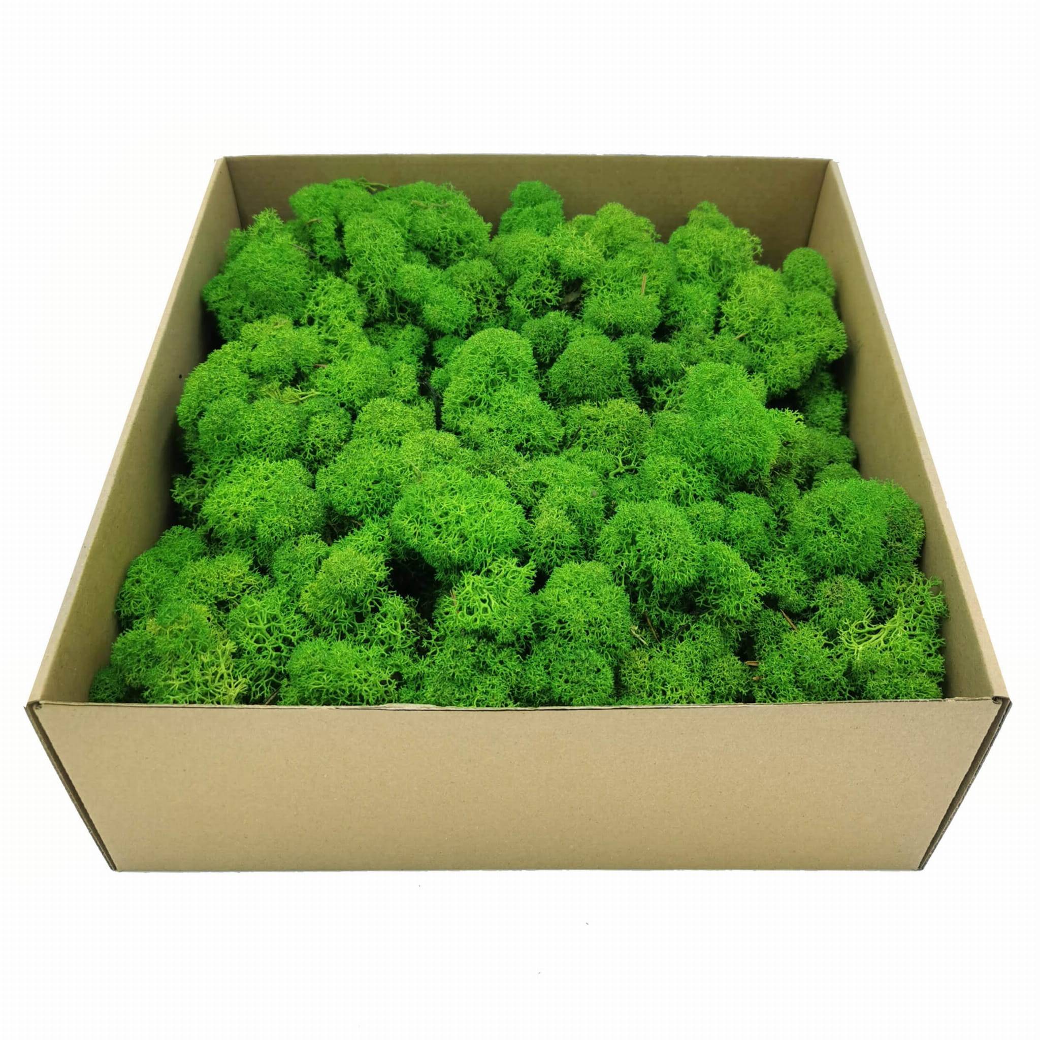 Reindeer Moss - Purified - Alpine - Light Green 500g NET