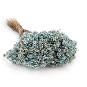 glixia Sky blue IT.png