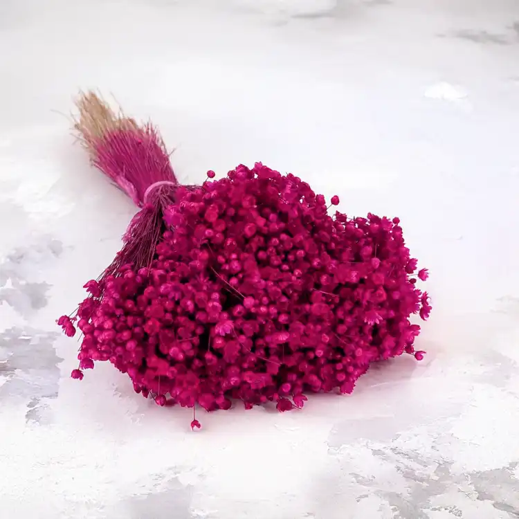 Glixia fuchsia IT 1.png