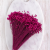 Glixia fuchsia IT 4.png