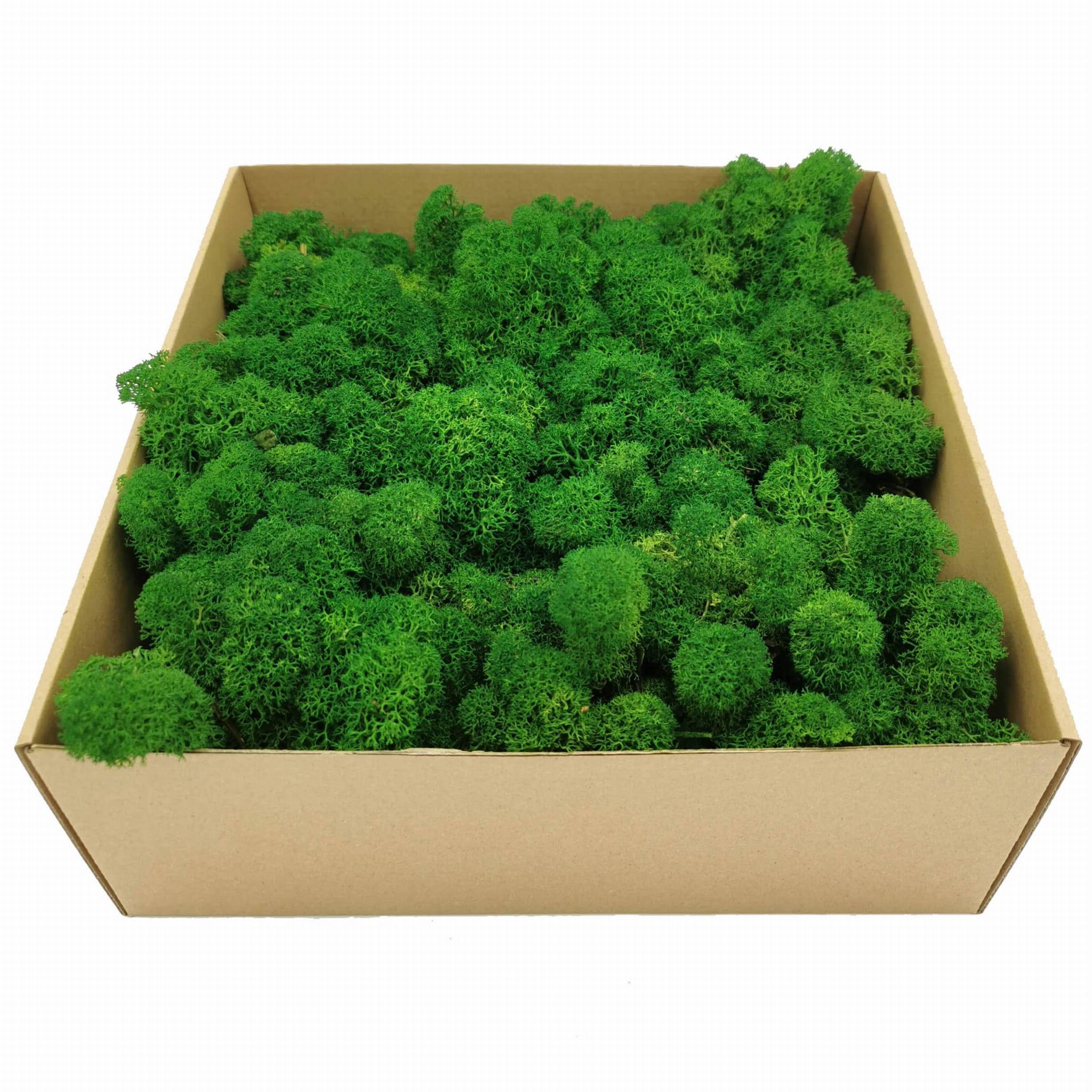 Reindeer Moss - Purified - Alpine - Green 250g NET