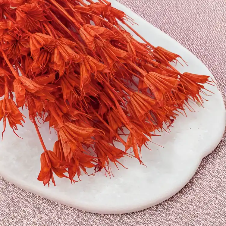 Nigella orient brzoskiwnia 2.png