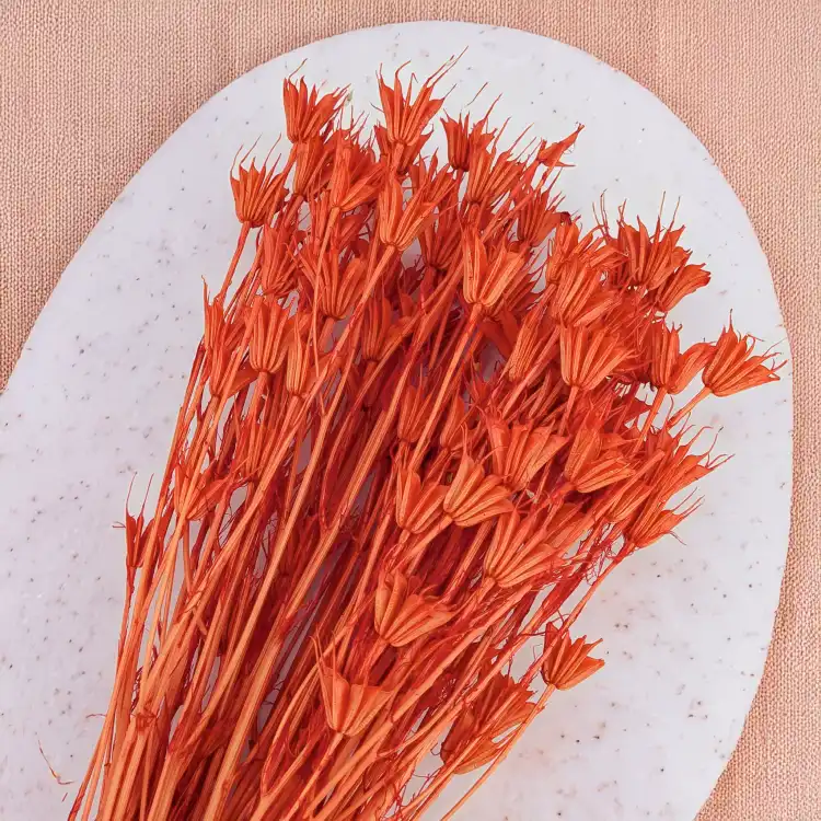 Nigella orient brzoskiwnia 4.png