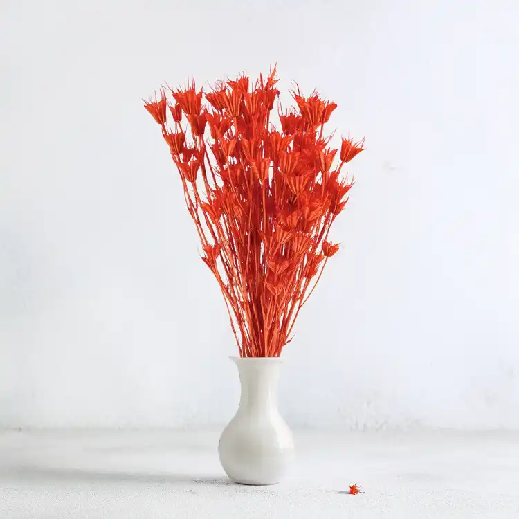Nigella orient brzoskiwnia 5.png