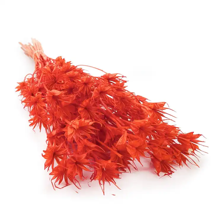 Nigella orient brzoskiwnia 0.png