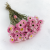 Acroclinium roz SZ 1.png