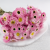 Acroclinium roz SZ 2.png
