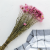 Acroclinium roz SZ 3.png