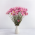 Acroclinium roz SZ 5.png