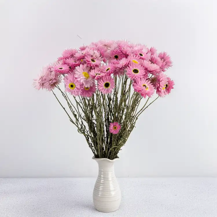 Acroclinium roz SZ 5.png