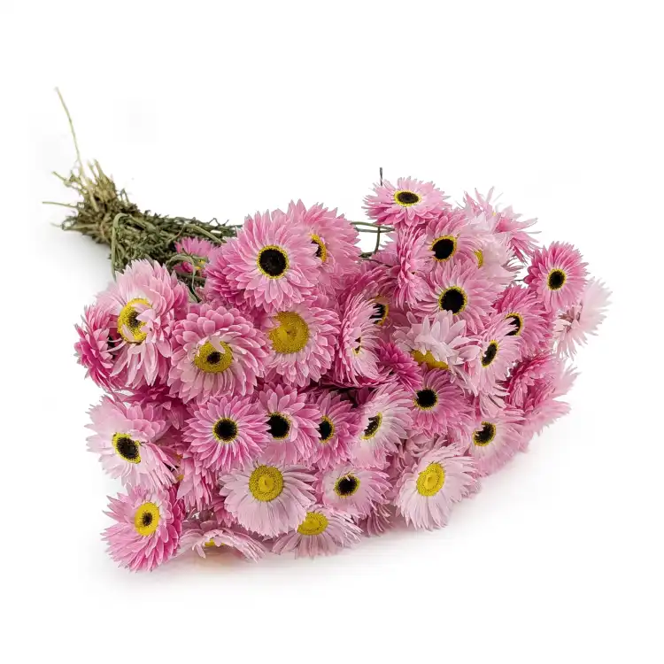 Acroclinium roz SZ 0.png