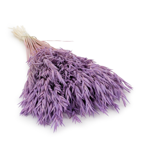 Owies fiolet.png