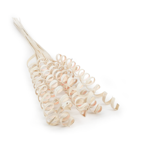 Cane Spring.png