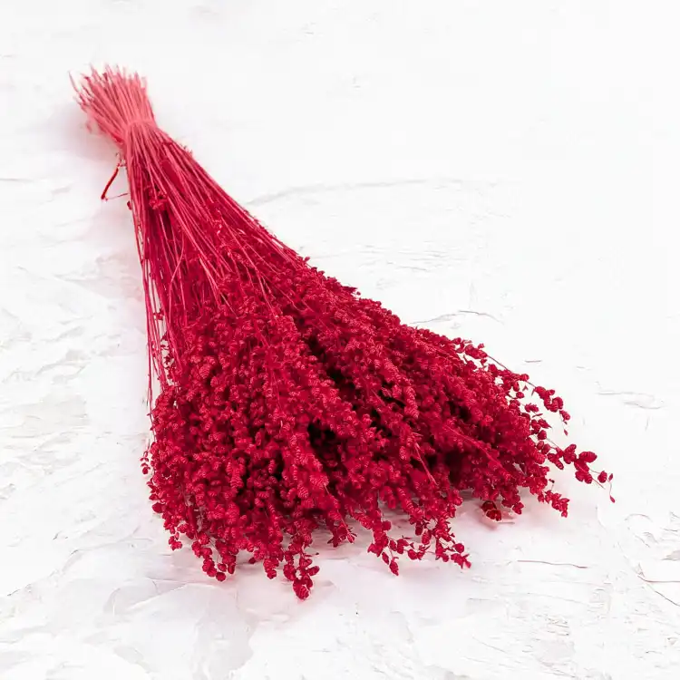 Briza minima czerwona 1.png