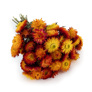 Kocanka pomaranczowa SZ.png