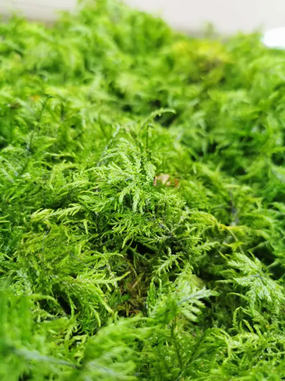 Mech Paprociowy Jasnozielony 1.jpg