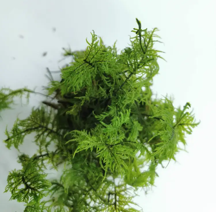 Mech Paprociowy Jasnozielony 3.jpg