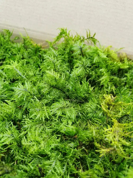 Mech Paprociowy Jasnozielony 4.jpg