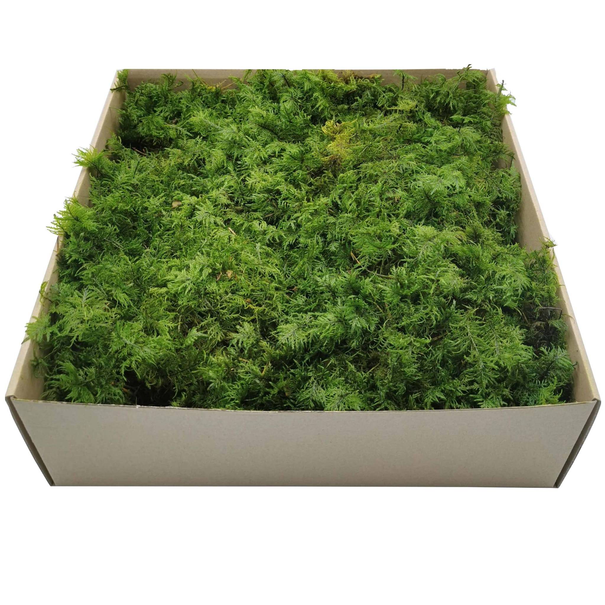Mountain Fern Moss - Light Green - 400g
