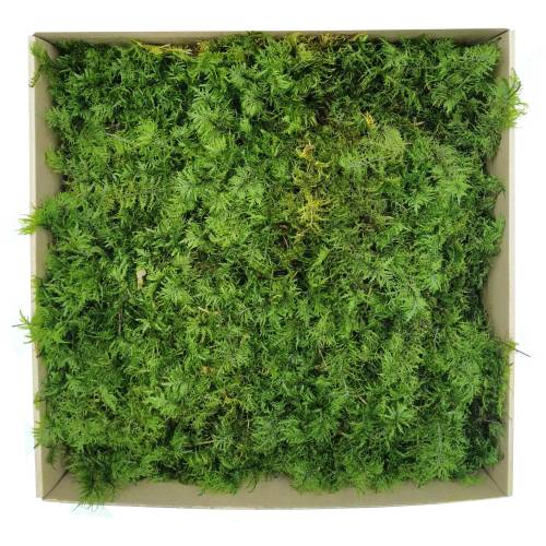 Mech Paprociowy Jasnozielony 2.jpg