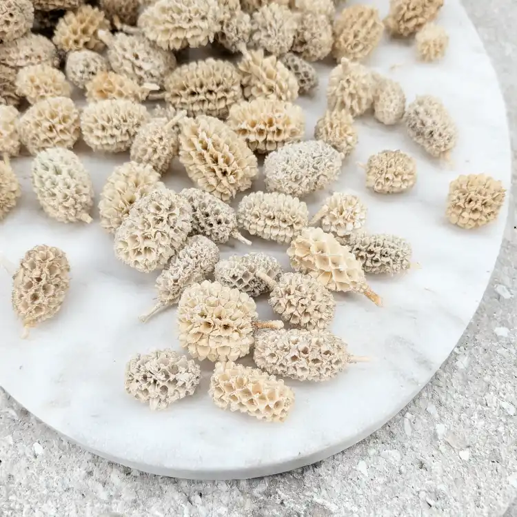 Casurina bielona 3.png