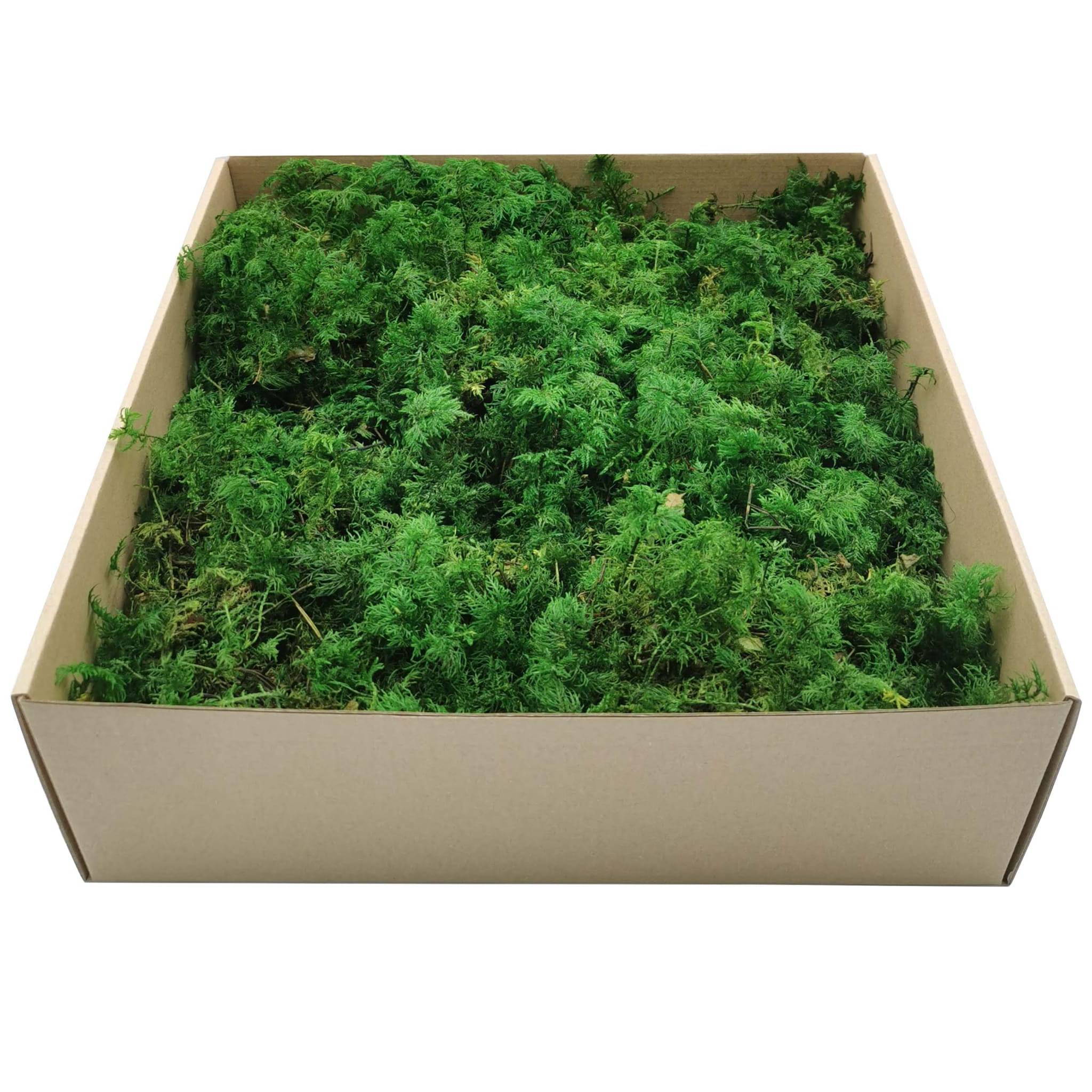 Mountain Fern Moss - Green - 400g