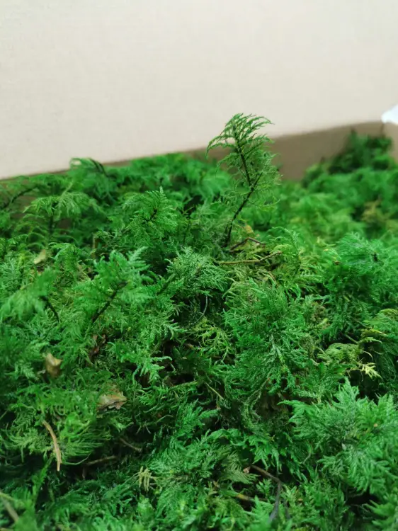 Mech Paprociowy Zielony 2.jpg