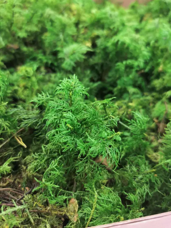 Mech Paprociowy Zielony 3.jpg