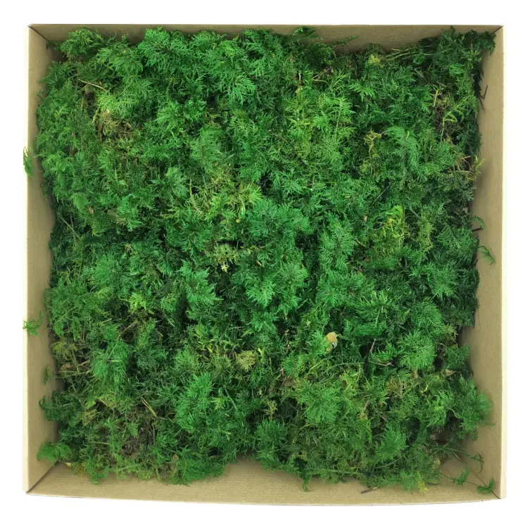 Mech Paprociowy Zielony.jpg