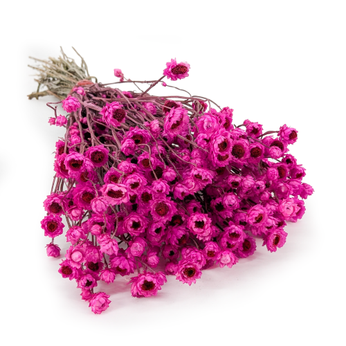 Ammobium roz SZ.png