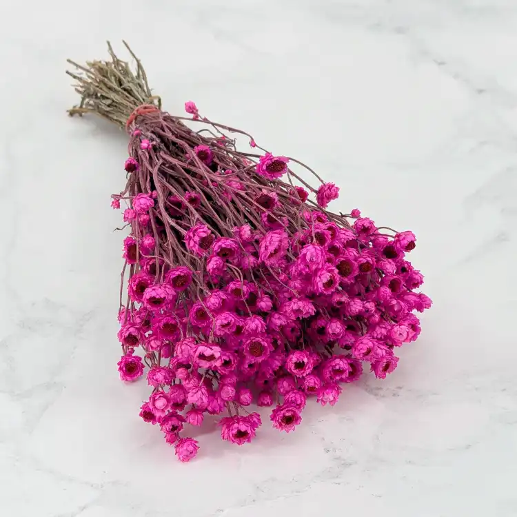 Ammobium roz SZ 1.png