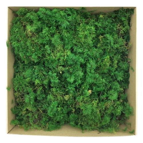 Mech Paprociowy Zielony.jpg