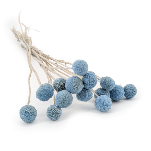 craspedia lt blue it.png