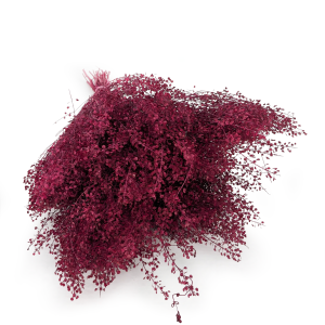 lepidium bordowe.png