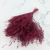 lepidium bordowe 1.png