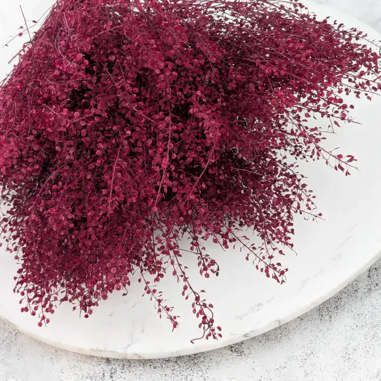 lepidium bordowe 2.png
