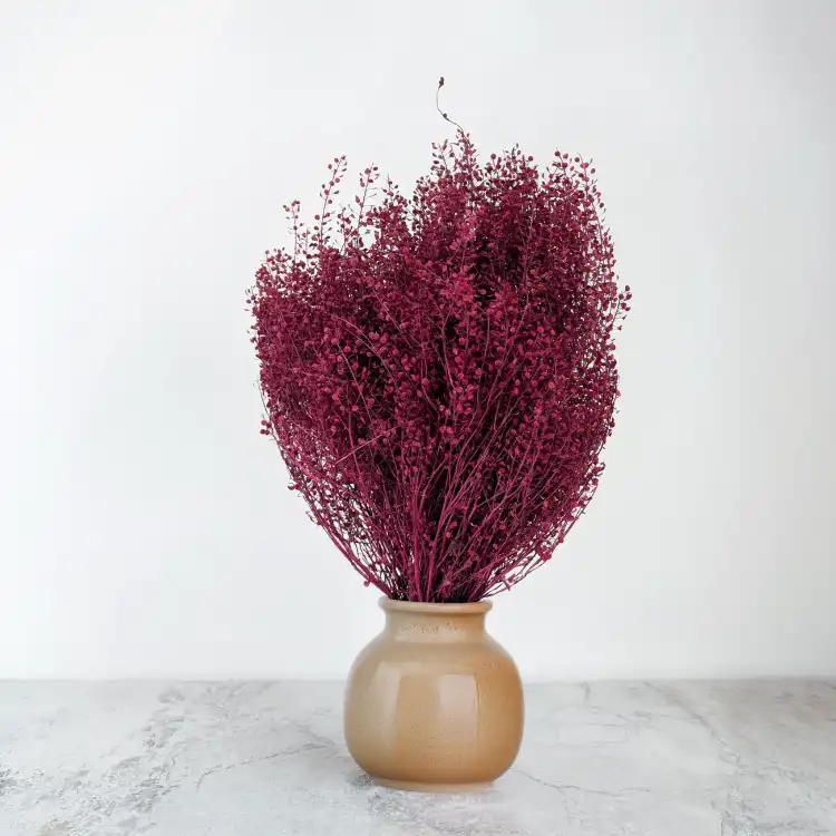 lepidium bordowe 3.png