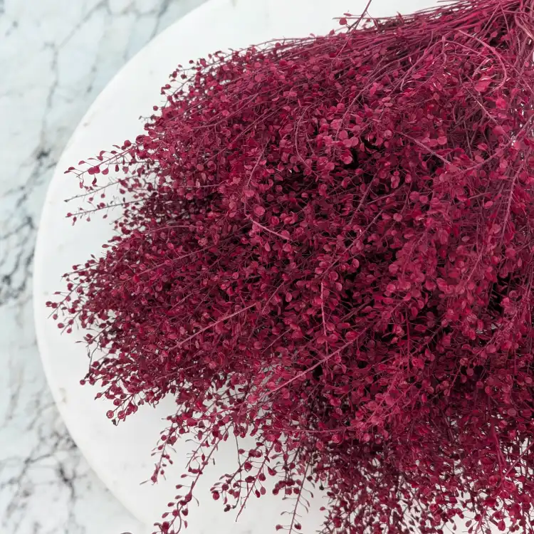 lepidium bordowe 4.png