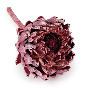 Karczoch suszony – Artichoke – Frosted Red – 1szt.png