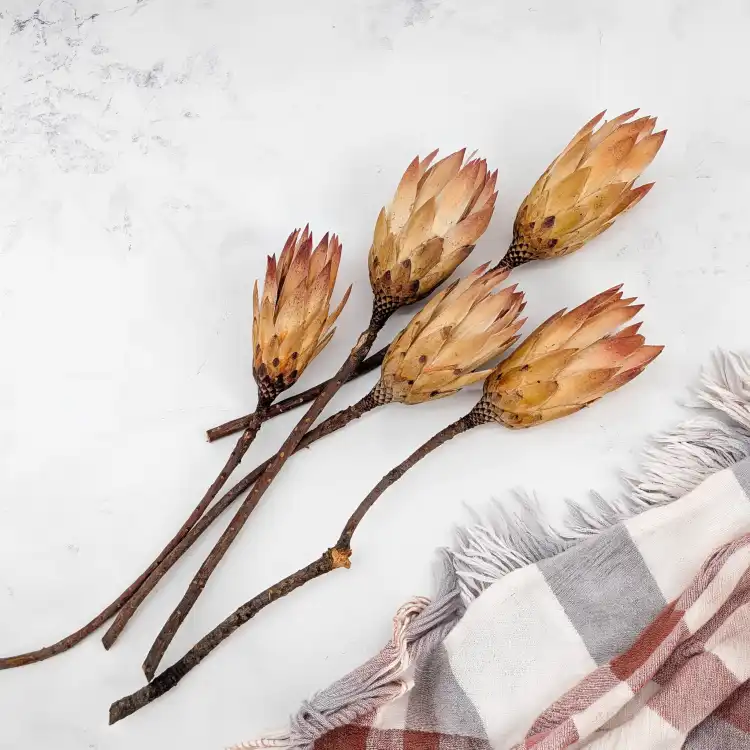 Repens red tips 3.png