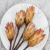Repens red tips 4.png