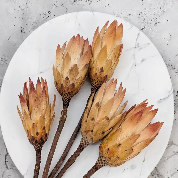 Repens red tips 4.png