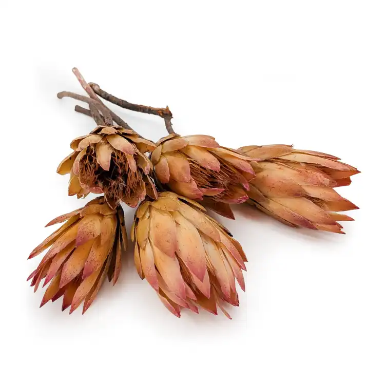 Repens red tips.png