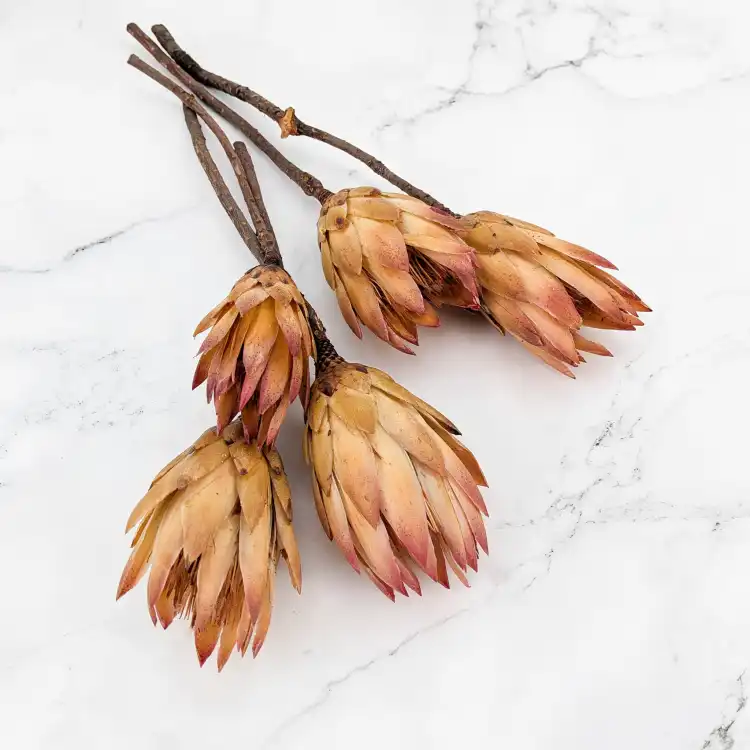Repens red tips 1.png