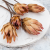Repens red tips 2.png