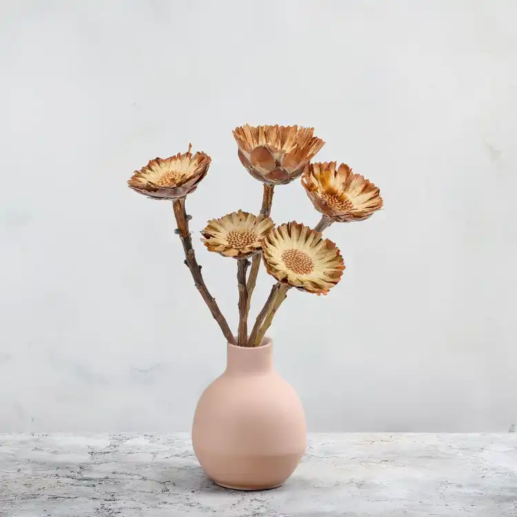 Compacta rosette cream 5.png