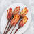 repens abs red 3.png